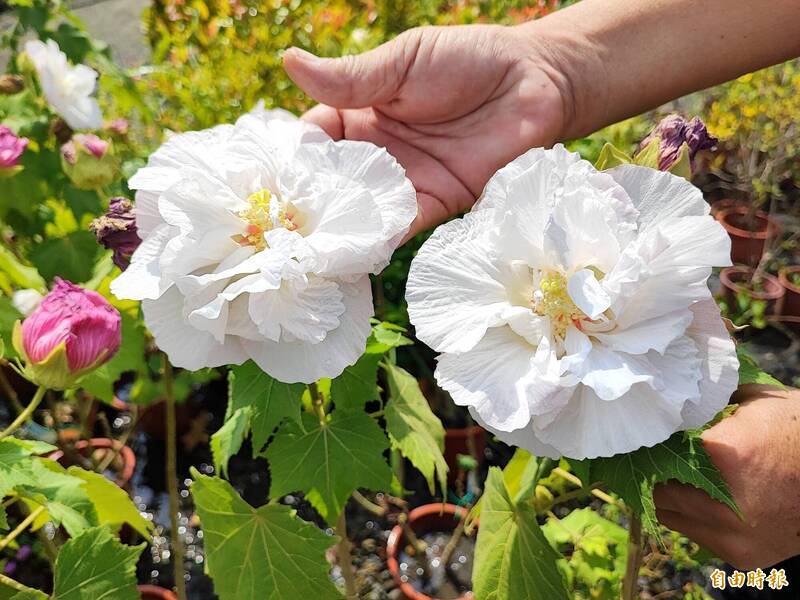 山芙蓉的花色從白到紅，1日3變，又有「千面美人」之稱，深受歡迎。（記者吳俊鋒攝）