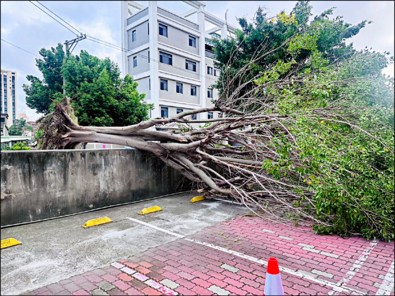 頭份市永貞國小圍牆旁1棵2層樓高的榕樹，不敵強風被吹翻，橫掛在圍牆上。（校方提供）