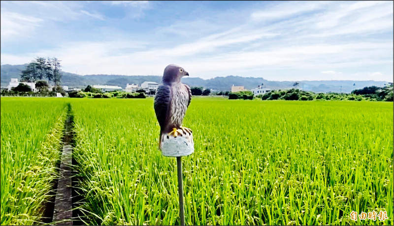 為防止麻雀搶食，農民出奇招找「老鷹」當守衛驅鳥。
（記者陳冠備攝）