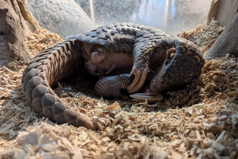 台北動物園今舉行110週年慶生活動，園內穿山甲「穿莓」昨日也誕下寶寶，共同慶賀。（圖由台北動物園提供）