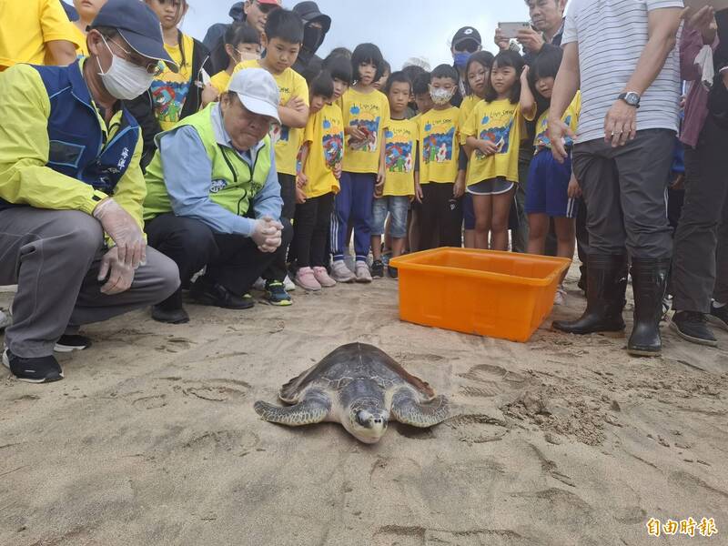 澎湖海龜野放，在馬公市嵵裡沙灘舉行。（記者劉禹慶攝）