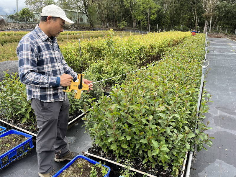 霧社苗圃監工仔細測量苗床長度，苗床培育樹種為台灣赤楊。（林業保育署南投分署提供）