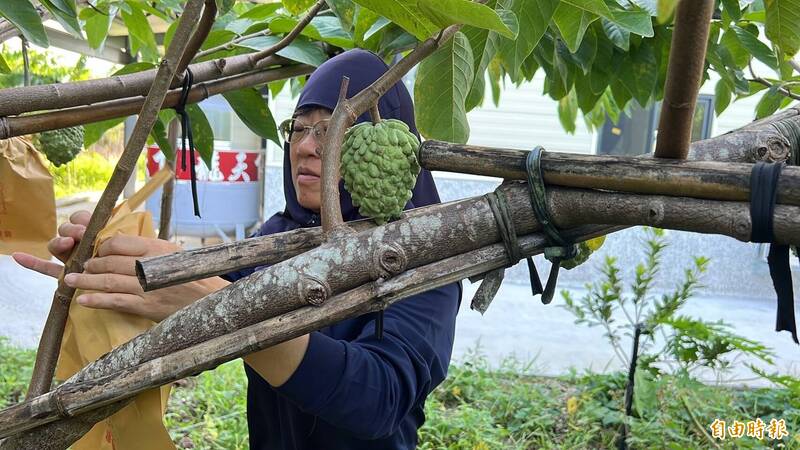 台東鳳梨釋迦迦正值中果期，農民在颱風來襲前，加強套袋。（記者黃明堂攝）