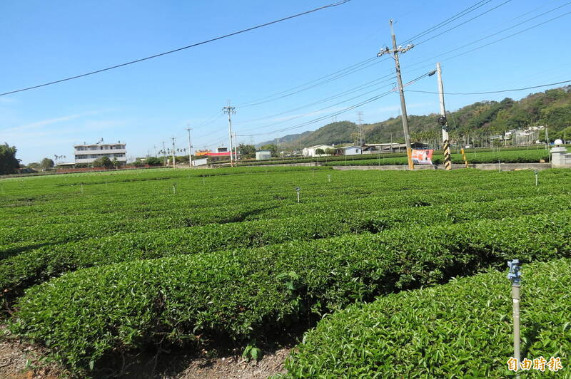 南投縣名間鄉是國內主要茶產區，居民擔心蓋焚化廠污染茶葉等農作物。（記者張協昇攝）