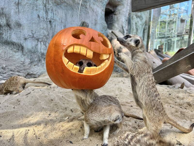 狐獴使用利爪挖找藏在南瓜裡的麵包蟲。（壽山動物園提供）