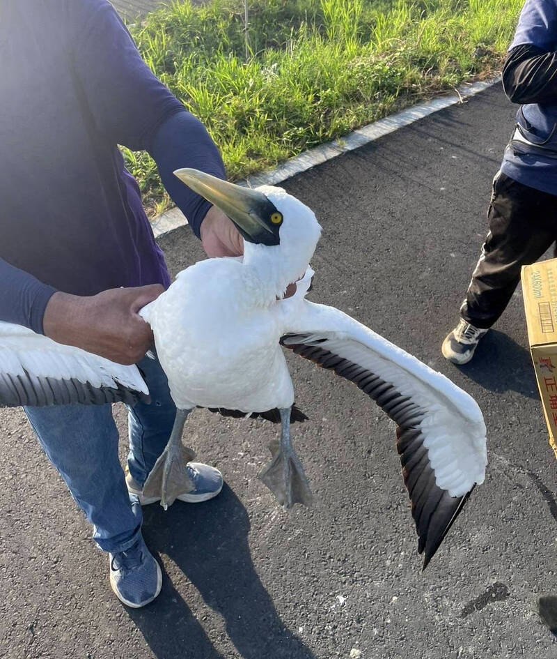 稀有海鳥藍臉鰹鳥，飛到不靠海的南投縣，被民眾發現牠停在草屯鎮鳥嘴潭人工湖的環潭道路上。（民眾提供）