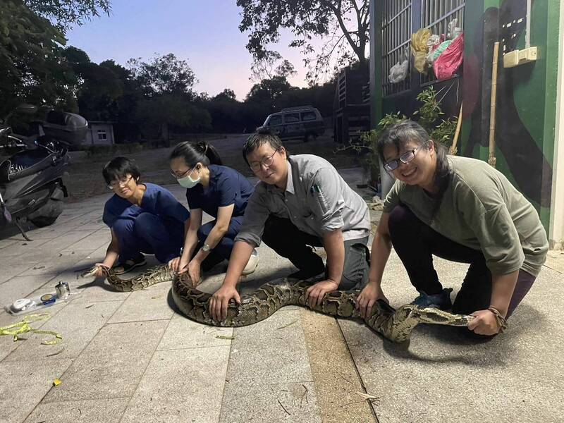 金門縣野生動物救援暨保育協會人員在救傷站內，將三點五公尺的緬甸蟒安置並進行檢查。（金門野保協會提供）