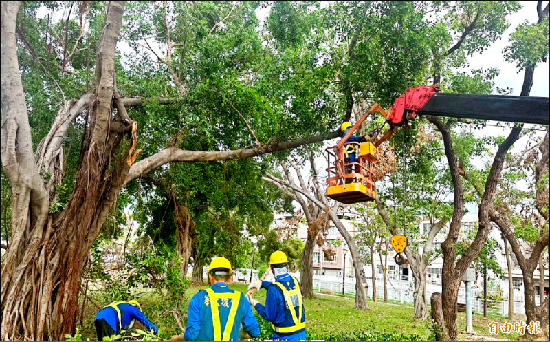 公園處於颱風前，加強修剪樹木疏枝及固定支架。（記者葛祐豪攝）