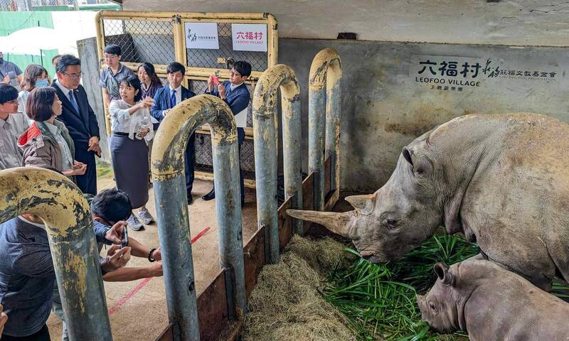 六福村安排東武動物公園至六福村犀牛繁育基地，探訪初生3個月，也是艾瑪弟弟的小犀牛桃喜。 （六福村提供）