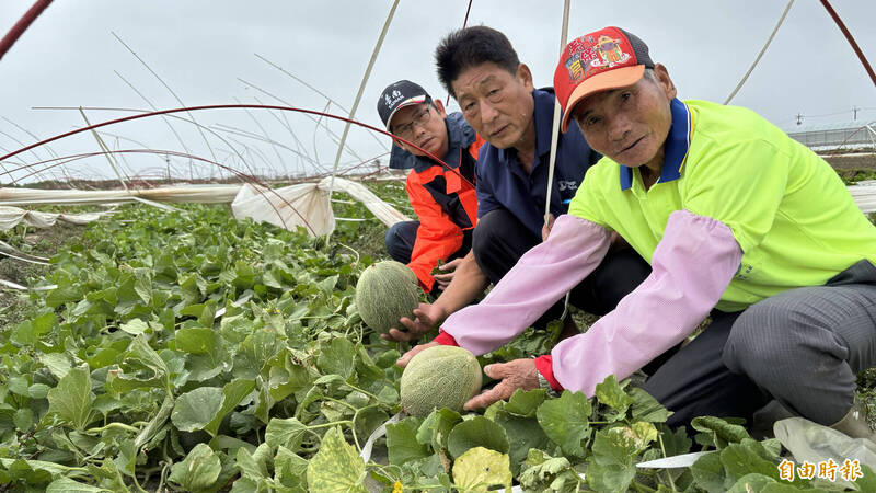 瓜農陳登在（右起）、錦湖里長陳國庸、北門區長張政郎下午第一時間到洋香瓜田勘災。（記者楊金城攝）