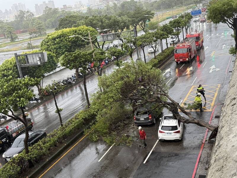 桃園市中壢區中華路2段、香格里拉社區前路樹倒塌，砸中2輛轎車。（桃園市議員彭俊豪提供）