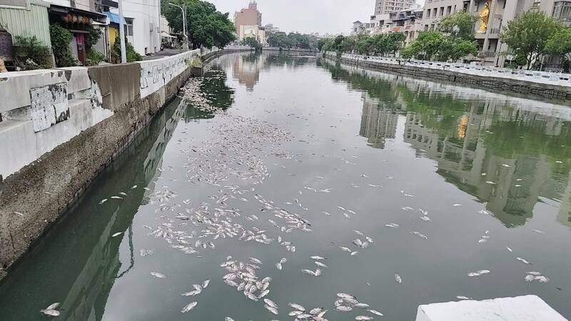 康芮颱風過後，民眾發現台南運河盲段出現大量死魚。（圖由吳姓市民提供）