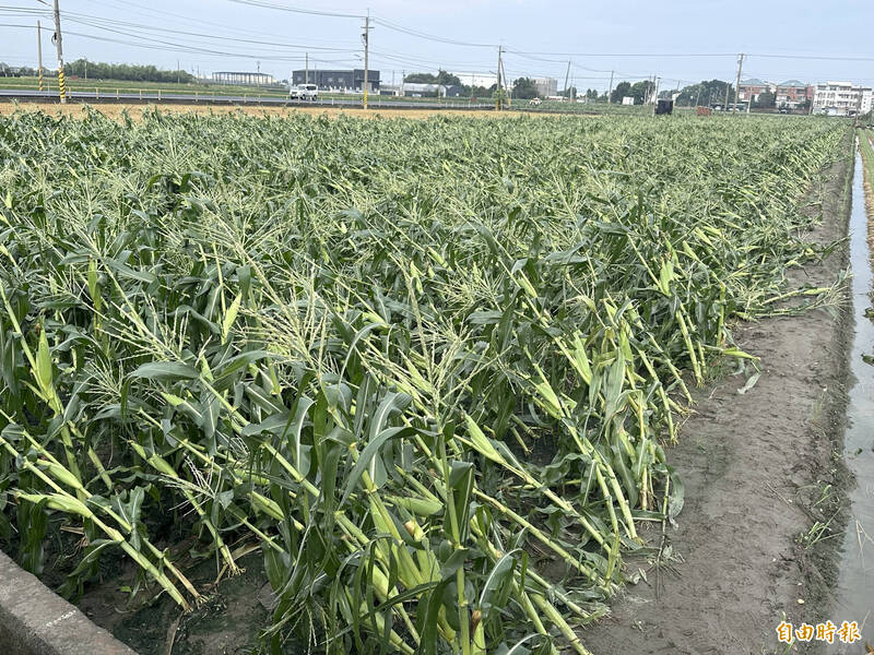 雲林縣陸續傳出農損，縣府初估目前損失破億，其中硬質、食用玉米倒伏情形最嚴重。（記者李文德攝）