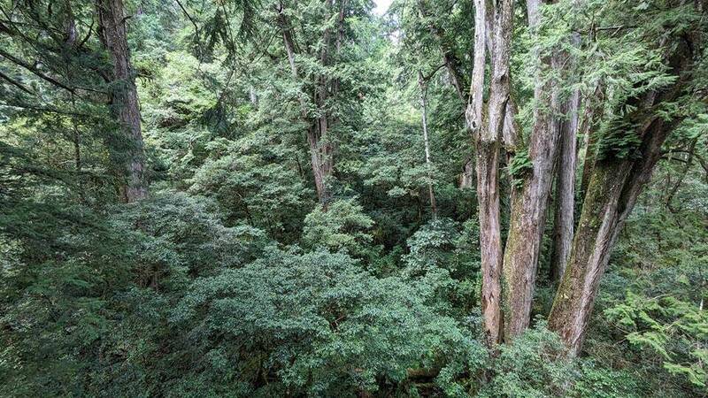 桃山神木谷的每公頃碳儲存量居世界之冠。（找樹的人提供）