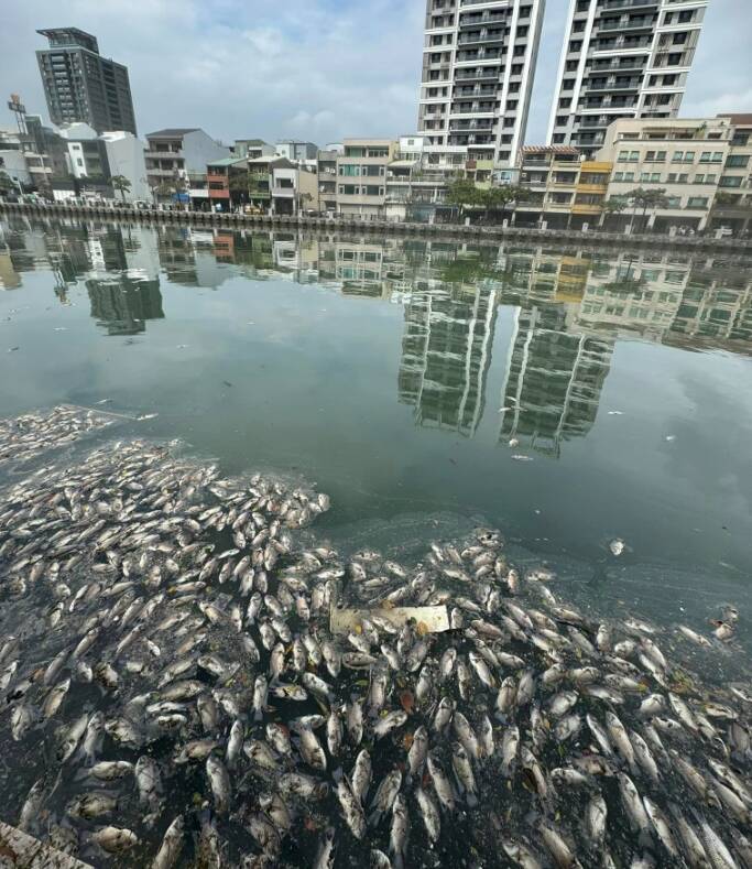 台南市安平運河在颱風過後驚見河面飄滿死魚。（擷取自臉書社團，台南大小事）