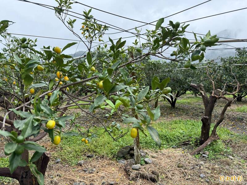 宜蘭員山鄉及礁溪鄉，金柑種植面積約192公頃，受康芮颱風影響，造成落裂果、枝條折損等災情，評估減產4至5成。 （記者王峻祺攝）