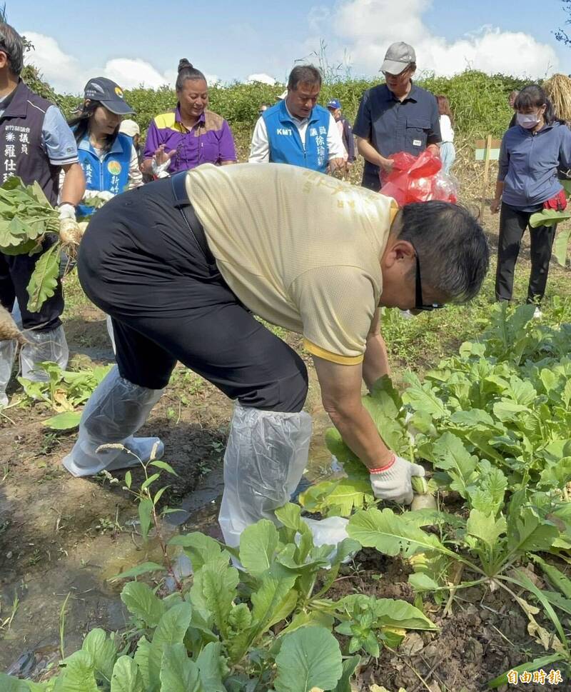 新竹縣關西鎮上林社區的「蘿蔔美食節」，縣長楊文科今天率先彎下腰搶收。（記者黃美珠攝）