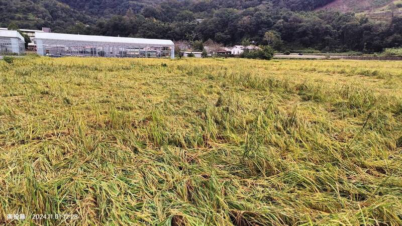 仁愛鄉親愛村特有伊娜谷香糯米即將收成，卻碰上康芮颱風帶來強風豪雨，稻作面臨嚴重倒伏。（民眾提供）