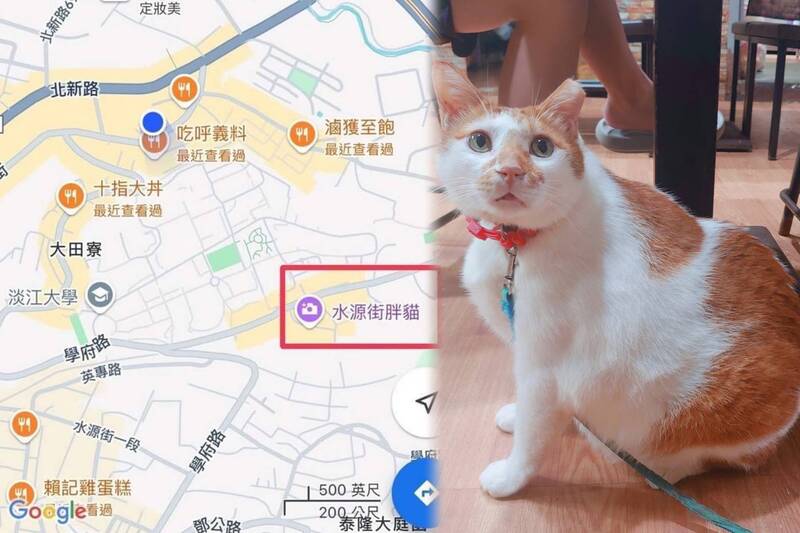 日前社群平台Threads瘋傳一個在新北市淡江大學附近、名為「水源街胖貓」的地點，許多網友點開後，竟真出現一隻巨無霸貓咪照片。（圖擷取自Google Maps、民眾授權使用，本報合成）