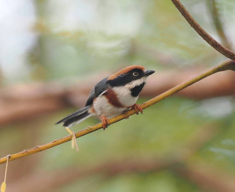 紅頭山雀是台灣中海拔地區的野鳥，鳥友暱稱其為「小叮噹」。（圖由鳥友蔡晨熙提供）