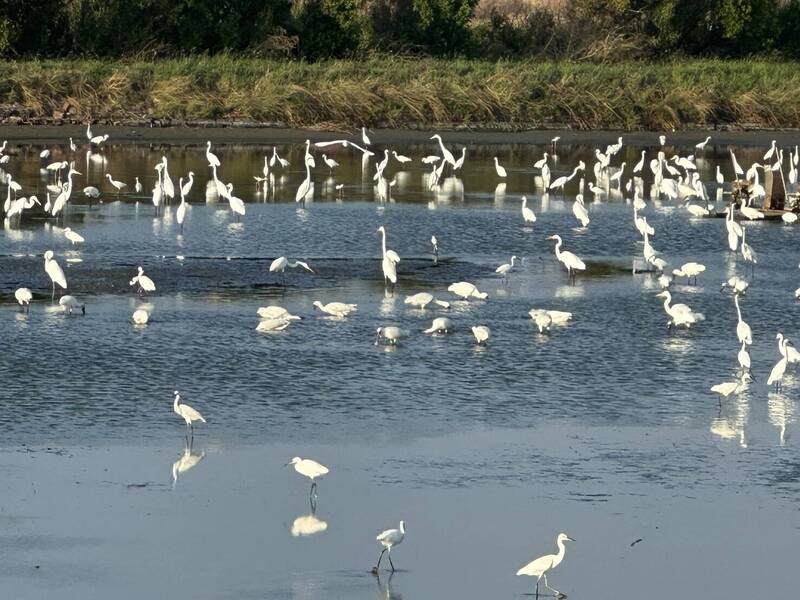 大批黑面琵鷺與白鷺鷥出現在城西社區的魚塭覓食，顯示在地推廣生態友善棲地的成效顯著。（魏文貴提供）