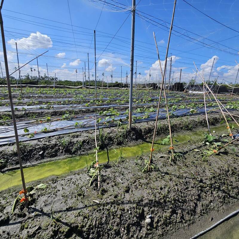 山陀兒颱風造成屏縣瓜果類及網布受損嚴重。（資料照，屏東縣政府提供）