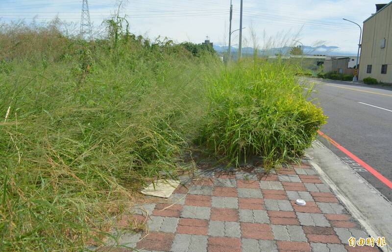 台中大里區中山路的人行道，完全被雜草佔據，民眾抱怨無法通行只能走快車道。（記者陳建志攝）