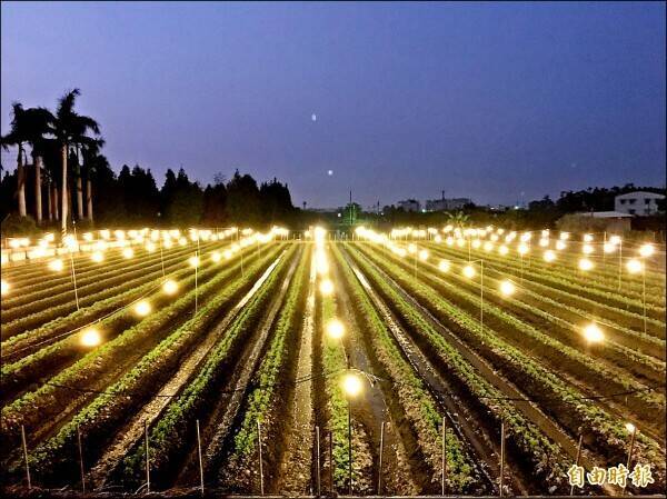 「夜照菊花田」是彰化縣田尾鄉花田的獨特景點。（資料照）