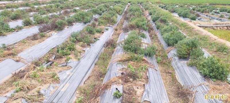 受颱風影響，銅鑼杭菊花況估僅剩4成。目前仍等待開花。（記者蔡政珉攝）