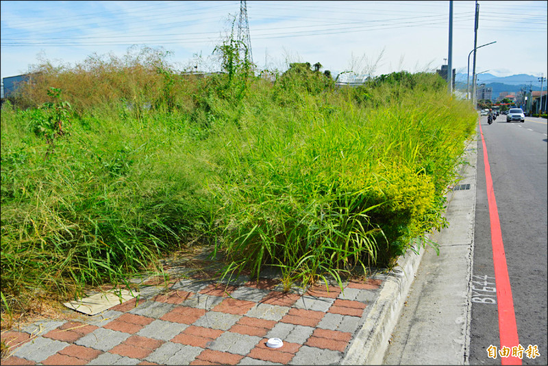 台中大里區中山路的人行道，整條人行道都長滿雜草，民眾直言真的很誇張。（記者陳建志攝）