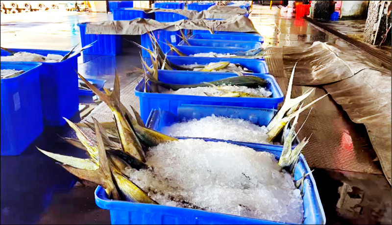 台東捕獲鬼頭刀魚肥美，估計今年捕獲量可望達到往年的2倍以上。（民眾提供）