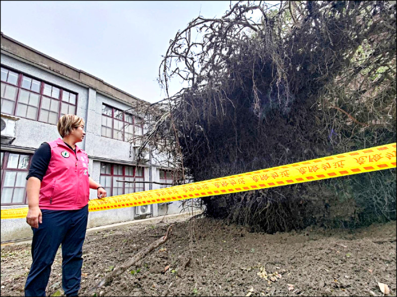 四三五藝文特區一棵二百年老榕樹因過去鄰近建物，根圈週邊設施過多，導致根淺無法扎根深入土壤，在風災中傾倒。（黃淑君提供）