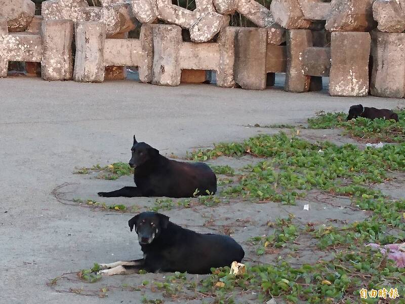 安平漁光島有流浪犬出沒。（記者洪瑞琴攝）