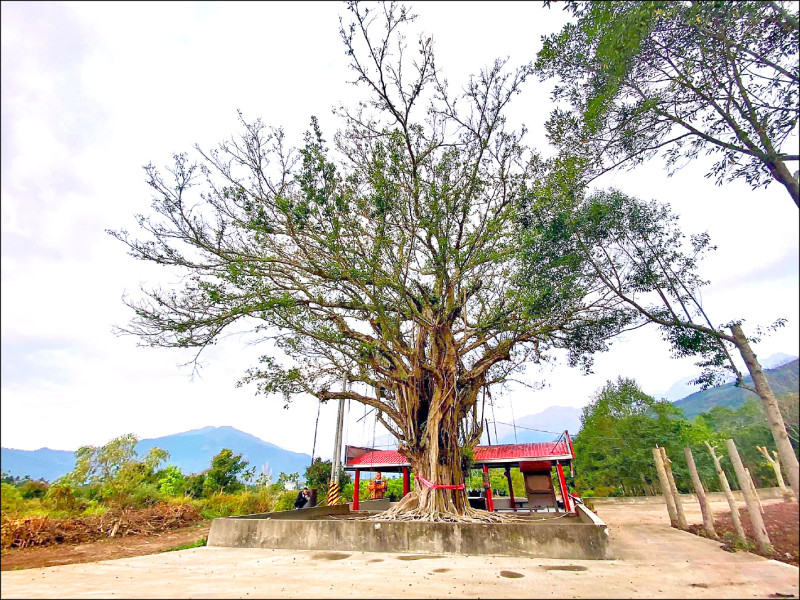 台東鹿野龍田村土地公廟有棵列管的百年榕樹，水泥建物拆除前逐漸凋零。（林務科提供）