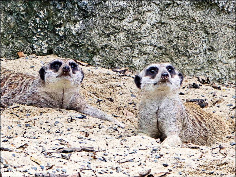 狐獴是壽山動物園的人氣王。（動物園提供）