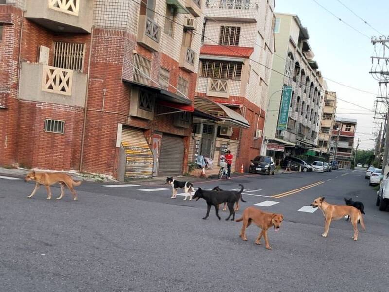 嘉義市常見遊蕩犬成群聚集。（郭定緯提供）