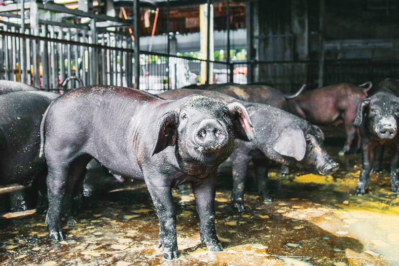 Pinpu black pigs are pictured in an undated photograph. 
Photo courtesy of Pin-pu Farm Corp