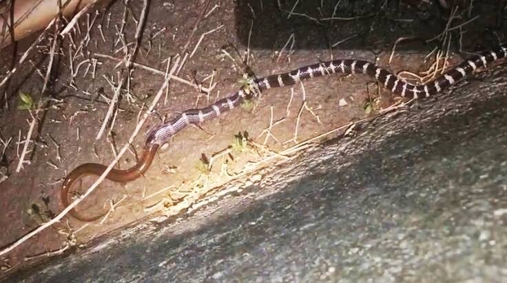 罕見「蛇吞鱔」！雨傘節吞食鱔魚畫面曝光 - 生活 - 自由時報電子報