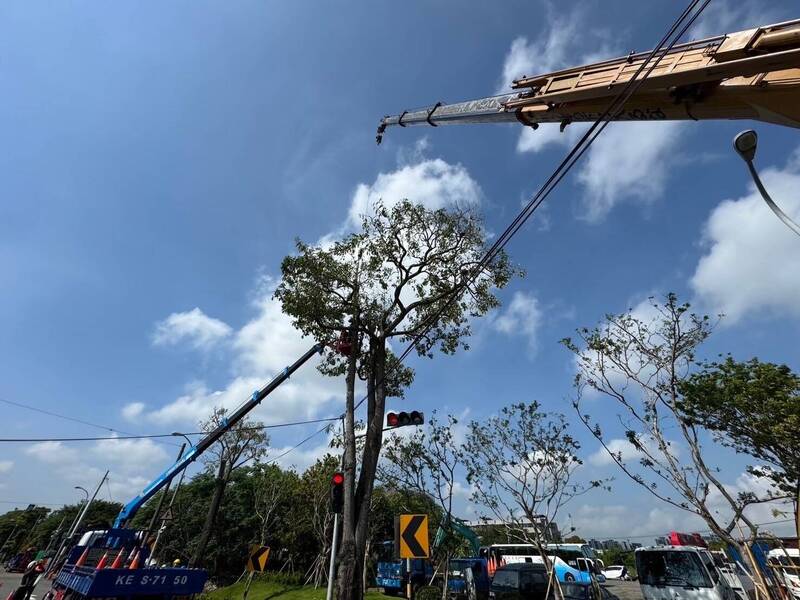 黑板樹移除作業涉及台電高壓纜線，台電協助斷電。（建設局提供）