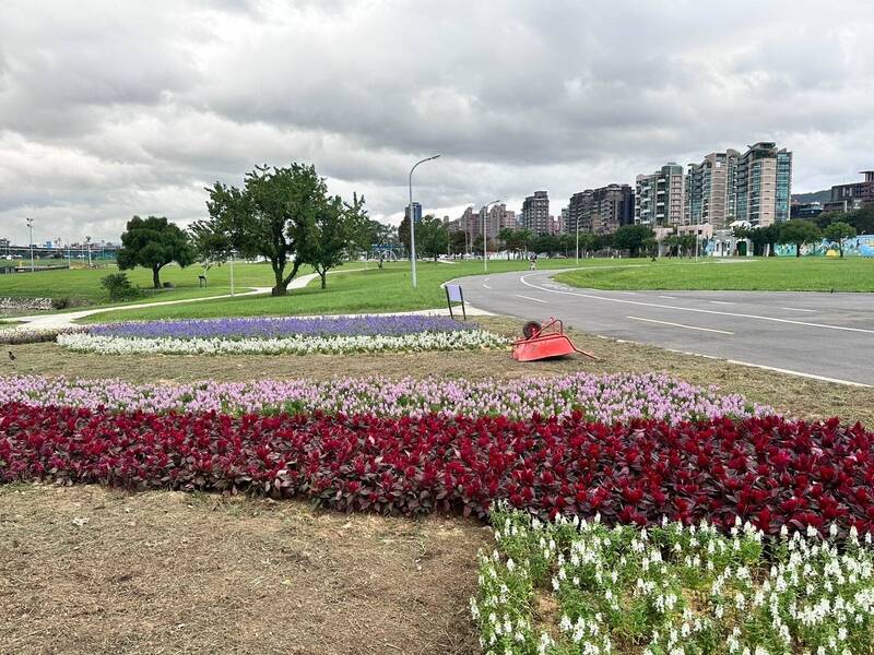 大直美堤河濱公園花海花朵稀疏，遭民眾調侃是沙漠風。（圖由北市議員王欣儀辦公室提供）