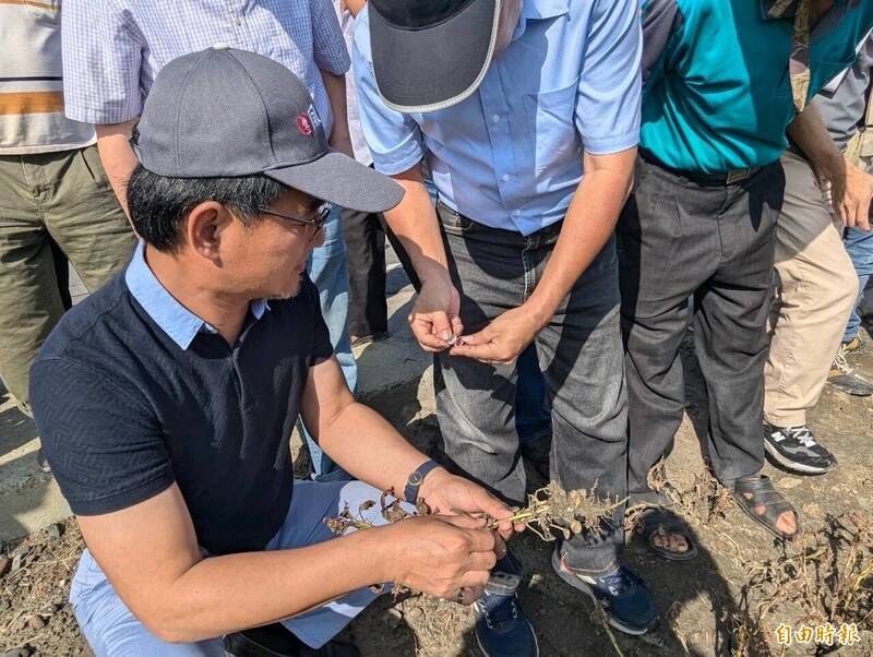 立委劉建國會勘落花生在康芮颱風受損情形。（記者鄭旭凱攝）