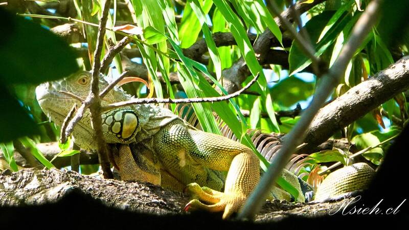 南市今年己捕獲1萬多隻綠鬛蜥。（圖由謝其良提供）