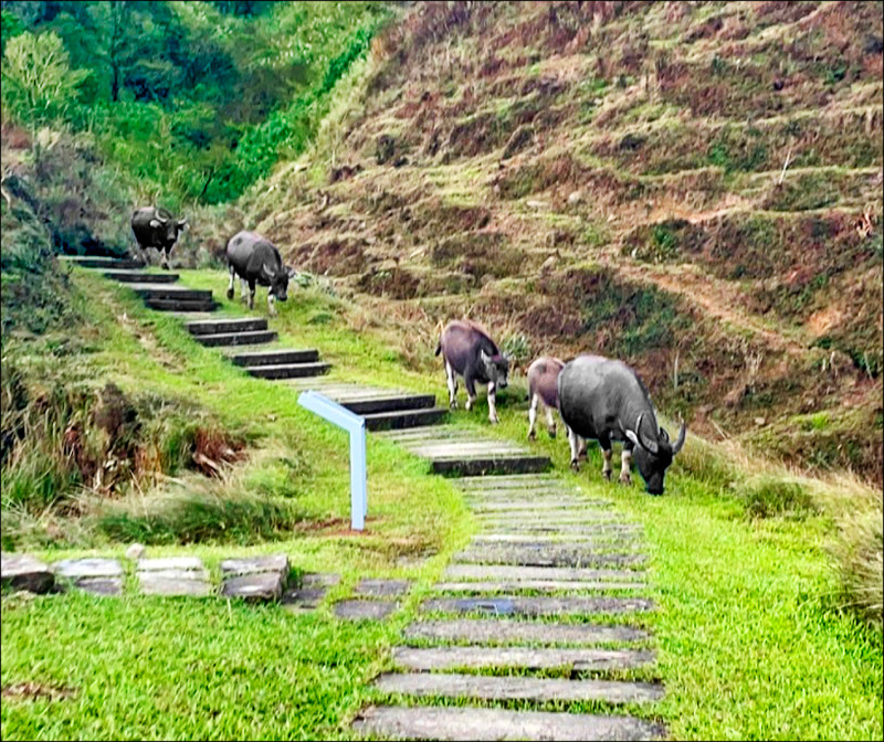 東北角風管處將盤點草嶺古道水牛群數量，要求飼養農戶加強管理。（讀者吳小姐提供）