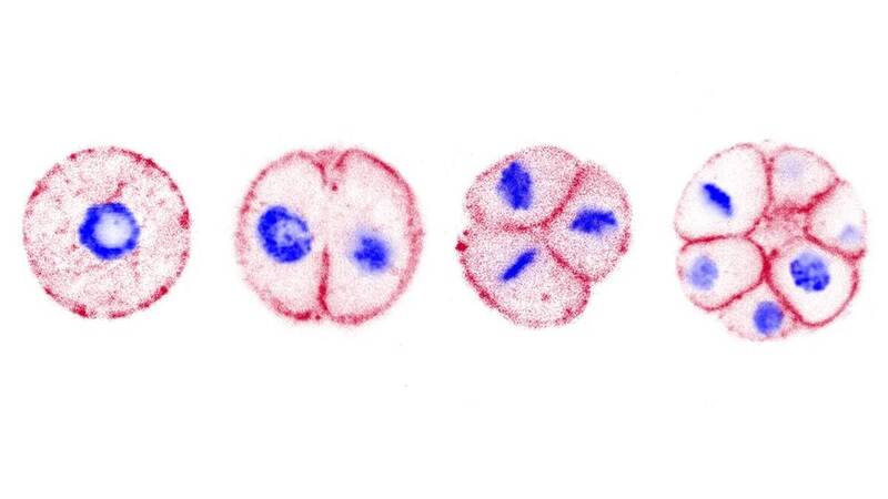 这组图片展示了单细胞生物 「染色球藻」（Chromosphaera perkinsii）的多细胞发育过程。此生物被认为是动物的近亲，其细胞从单一细胞开始逐步分裂成多细胞结构。蓝色部分显示细胞核，红色部分则标示细胞质，清楚展现了细胞分裂的阶段性变化。（取自Nature期刊）