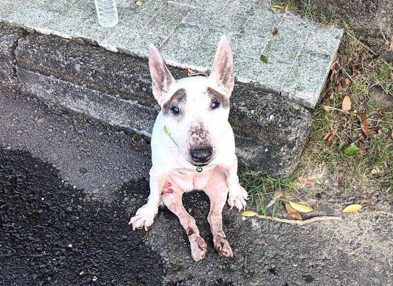 棄犬牛頭㹴遭撞癱路邊哭泣。（圖由嘉義縣家畜疾病防治所提供）