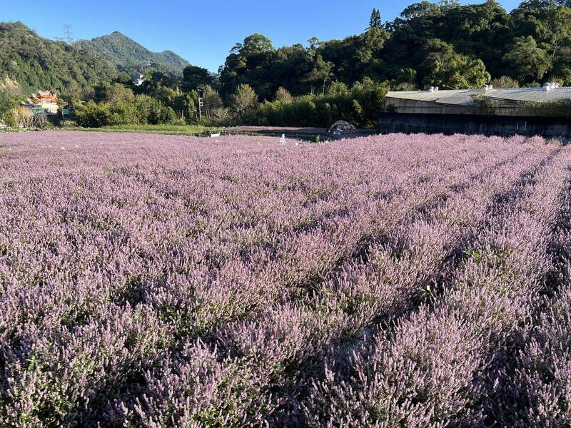 獅潭仙草花節11月底登場，連2週迎客入紫色花海仙境。圖為去年紫爆美景。（鄉公所提供）