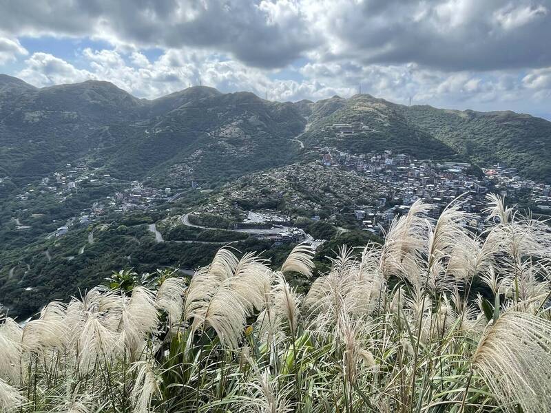 芒花季來了！九份山城化身銀白仙境 三大賞芒秘境公開