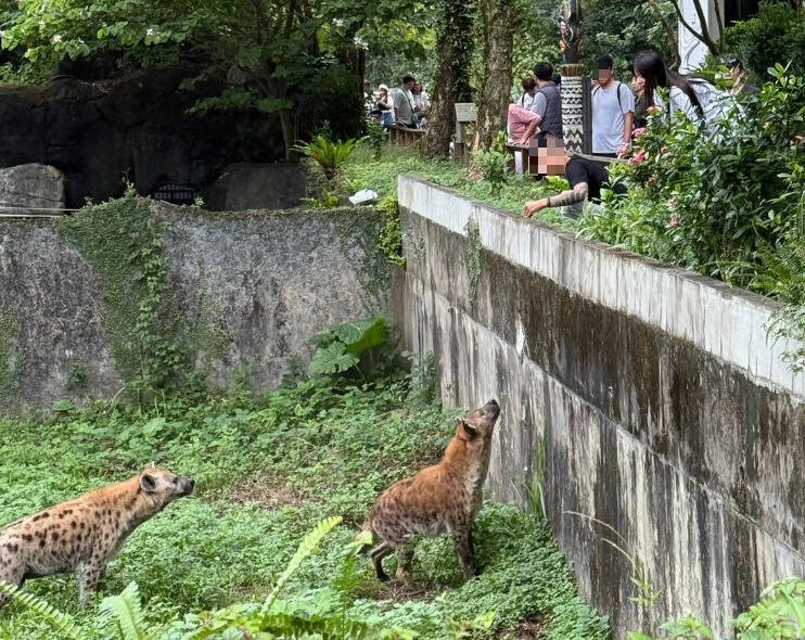 「包手男」跨越台北市立動物園展區欄杆，伸手想逗弄底下的斑點鬣狗。（翻攝自Threads/jojo06260626）