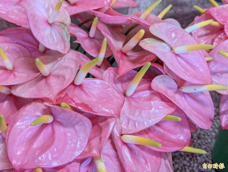 高雄火鶴花產值近億元,導入AI分級準確率破9成5,省工效率提高5成。(記者陳文嬋攝) 高雄火鶴花產值近億元,導入AI分級準確率破9成5,省工效率提高5成。(記者陳文嬋攝)