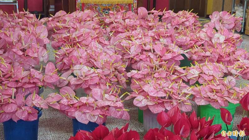 高雄火鶴花產值近億元,導入AI分級準確率破9成5,省工效率提高5成。(記者陳文嬋攝) 高雄火鶴花產值近億元,導入AI分級準確率破9成5,省工效率提高5成。(記者陳文嬋攝)